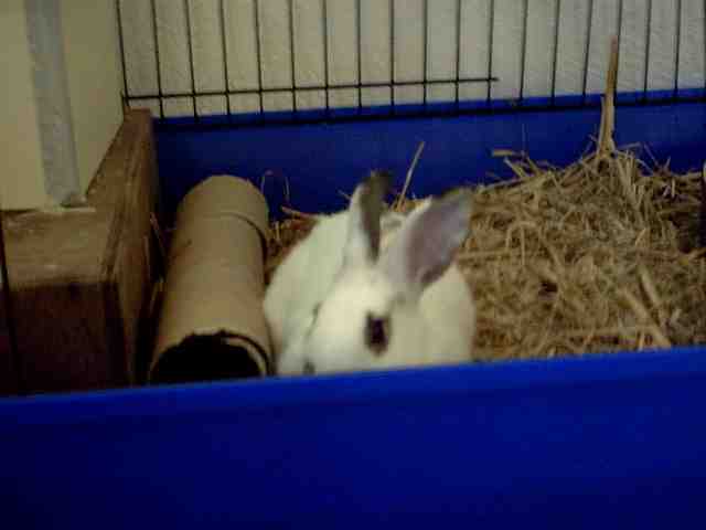 HASEN