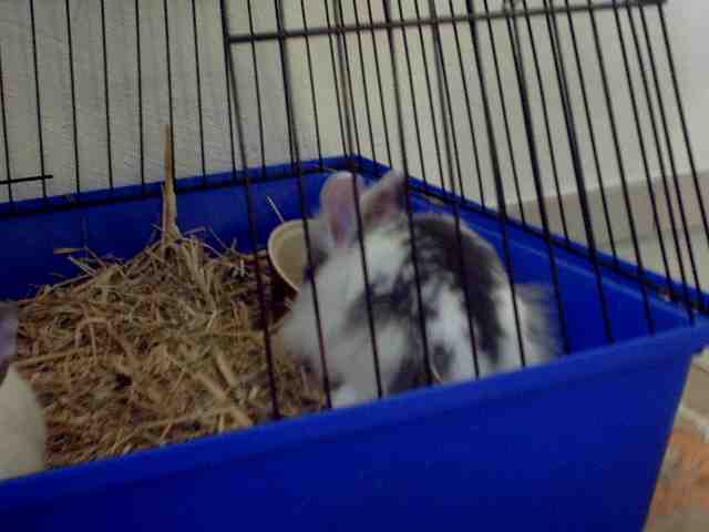 HASEN