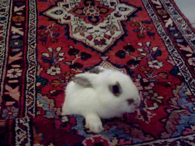HASEN