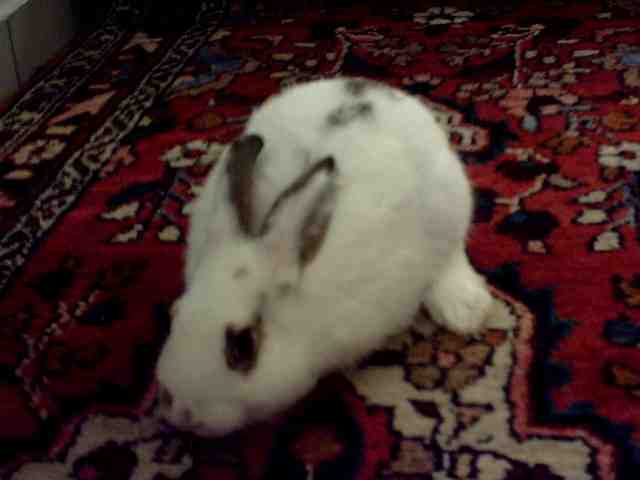 HASEN