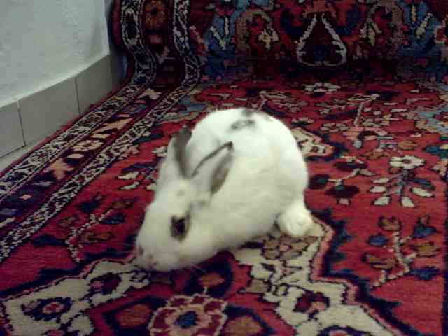 HASEN